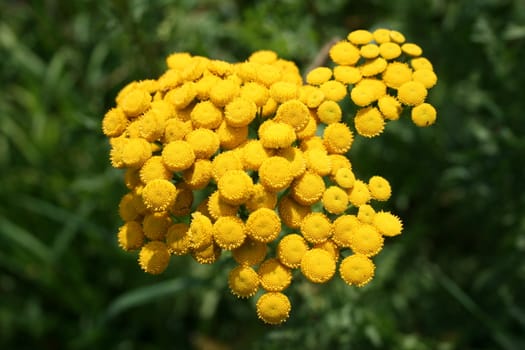 Colorful yellow umbrella plants in Sunny day