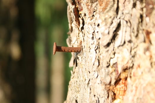 Rusty old nail driven into the trunk of a living tree