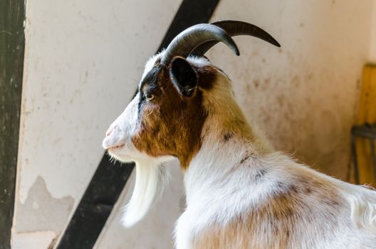 Young goat in the barn with brown and white spotted coat.