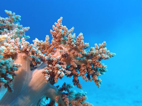 coral reef with soft coral at the bottom of tropical sea on blue water background