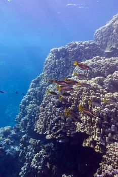 coral reef with porites corals and goatfishes at the bottom of tropical sea on blue water background