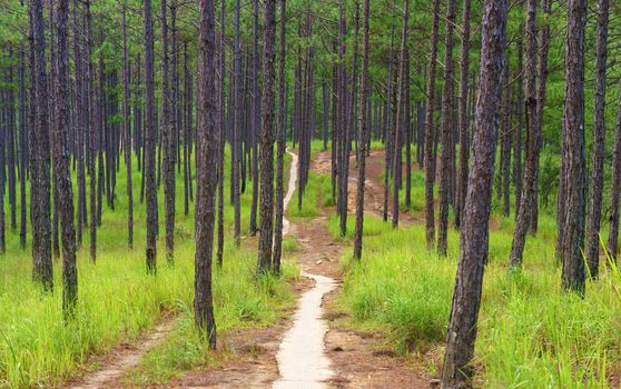 Beautiful landscape of pine jungle in morning, group of pine tree rise in fresh air, green view in forest, grass cover trees trunk, nice landscape for Dalat travel in Vietnam