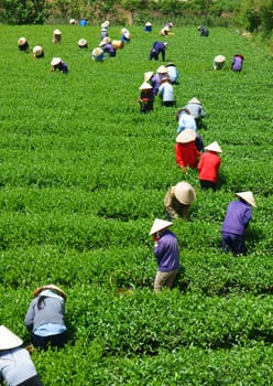 DALAT, VIETNAM- SEPT 3: Crowd of tea picker picking tea leaf on plantation, Vietnamese farmer  working on sunny day, green scene of farm, group worker, row of tree, mountain, Viet Nam, Sept 3, 2014