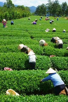 DALAT, VIETNAM- SEPT 3: Crowd of tea picker picking tea leaf on plantation, Vietnamese farmer  working on sunny day, green scene of farm, group worker, row of tree, mountain, Viet Nam, Sept 3, 2014