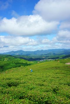 Impressive landscape at Dalat, Vietnam in sunny day, amazing cloudy sky, chain of mountain far away, people on farm, beautiful tea plantation, wonderful country view for Da Lat travel