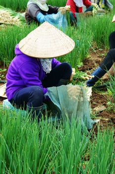 DA LAT, VIET NAM- SEPT 9: Amazing scene on colorful onion farm, group of female Vietnamese farmer sit on land, harvest nutrition vegetable, soil of Dalat good for agriculture, Vietnam, Sept 1, 2014