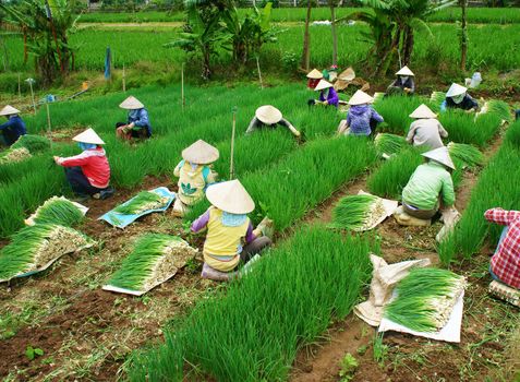 DA LAT, VIET NAM- SEPT 9: Amazing scene on colorful onion farm, group of female Vietnamese farmer sit on land, harvest nutrition vegetable, soil of Dalat good for agriculture, Vietnam, Sept 1, 2014