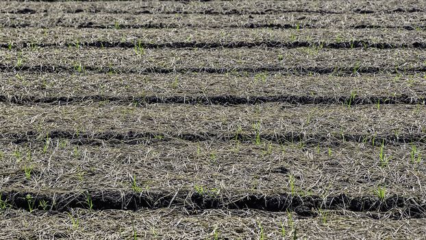 Newly cultivated plots ready for vegetable planting