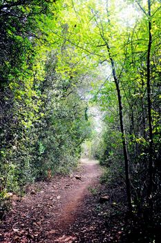 Forest road in the French Massif des Cevennes