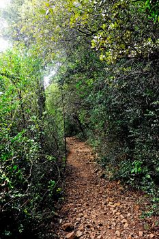 Forest road in the French Massif des Cevennes