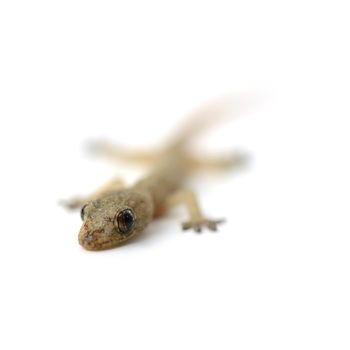 Gecko on white