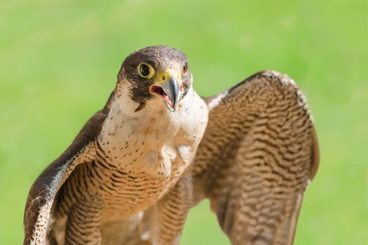 Fast bird predator accipiter or peregrine with spread wings and open beak against green grass background