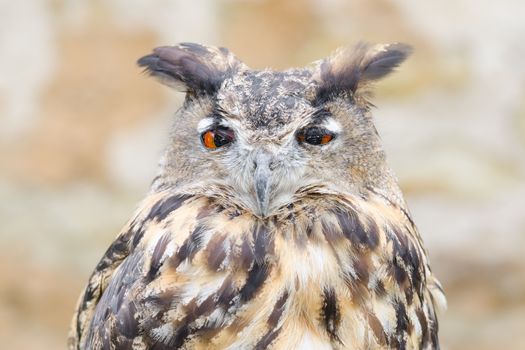 Horned owl or bubo bird close-up portrait of silent night hunter against blurred background