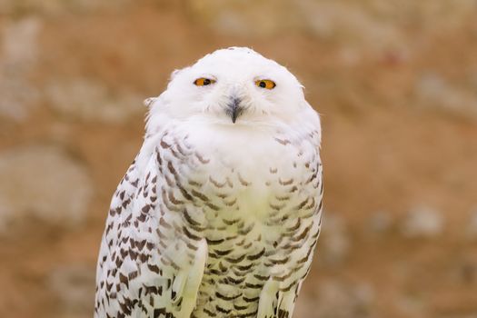 Portrait of quiet predator wild bird snowy white owl staring at camera lens with yellow eyes