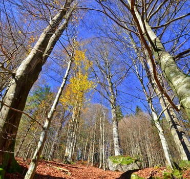 autumn beech forest, wide-angle shot into the trees
