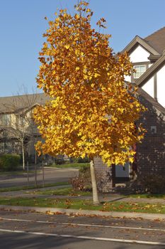 Autumn colors in a neighbourhood Wilsonville Oregon.