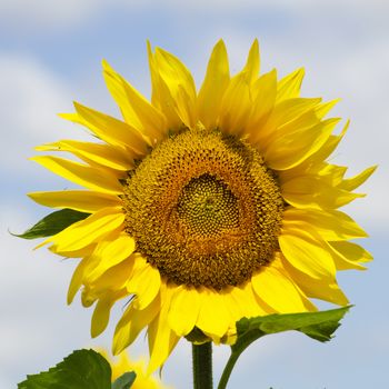 Yellow Sunflower Over Blue Sky in Sunny Summer Day