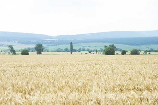 Photo of Wheat Field Landscape 