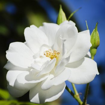 Single Close Up White Rose Over Blue Sky Background
