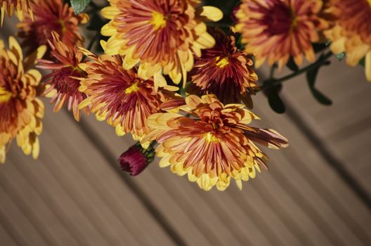 Photo of Bright Chrysanthemum Flower Over Brown Background