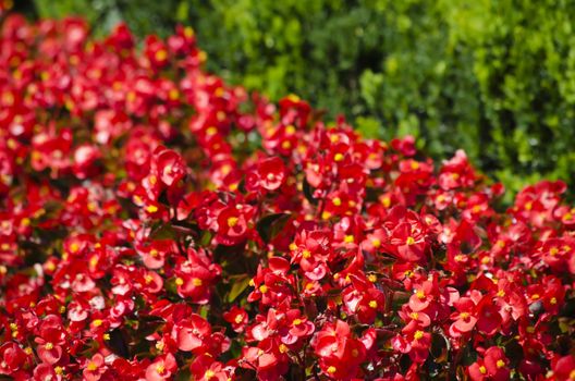 Photo of The Spring or Summer Flower Over Natural Green