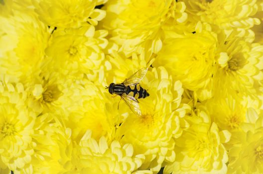 Photo of Bright Chrysanthemum Flower Background