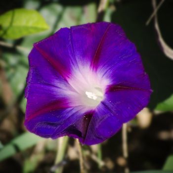 Photo Of Petunia Flower Over Natural Background