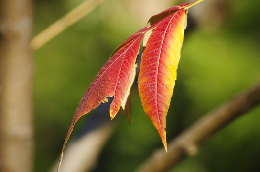 Bright Autumn Tree Leaves in Sunny Day