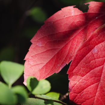 Bright Autumn Tree Leaves in Sunny Day