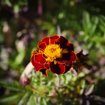 Photo of Tagetes Flower Over Green Natural Background