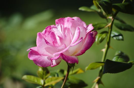 Single Close Up Pink Rose Over Natural Green Background