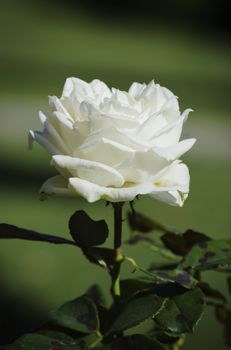 Single Close Up White Rose Over Natural Green Background