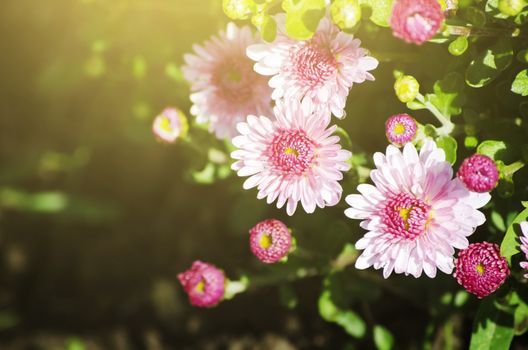 Photo of Bright Chrysanthemum Flower In Sunny Day