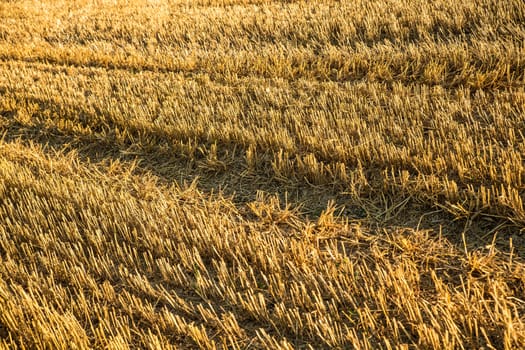 Evening after the Harvest in Bavaria, Germany.