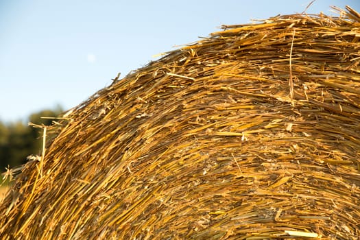 Hay bale on a harvested field in Germany.