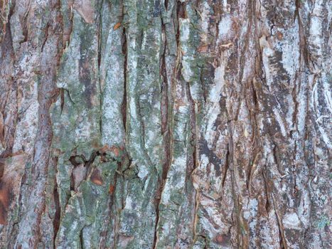 Close up of the bark of an old tree
