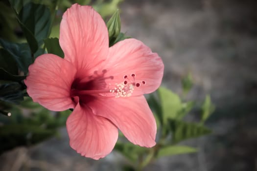 Hibiscus close up macro green red sun