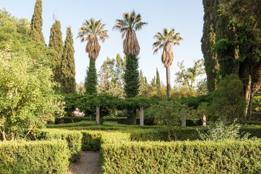 three palm trees in a big old garden