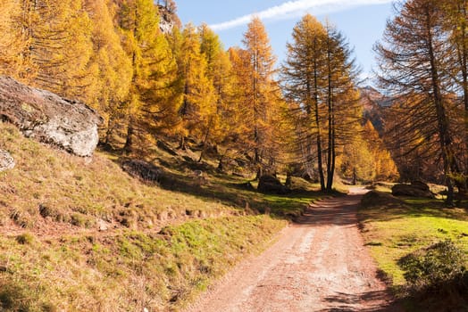 Mountain path and forest in a sunny autumn day, Devero Alp - Piedmont, Italy