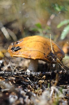 Big mushroom an aspen mushroom in the wood