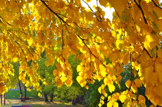 Beautiful yellow autumn leaves on a tree