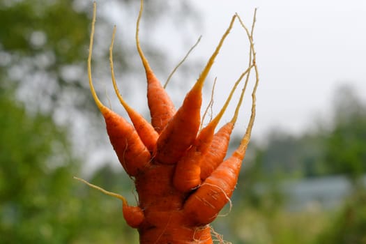 Strange shaggy carrots. mutant