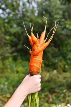 Strange carrots in a hand. mutant