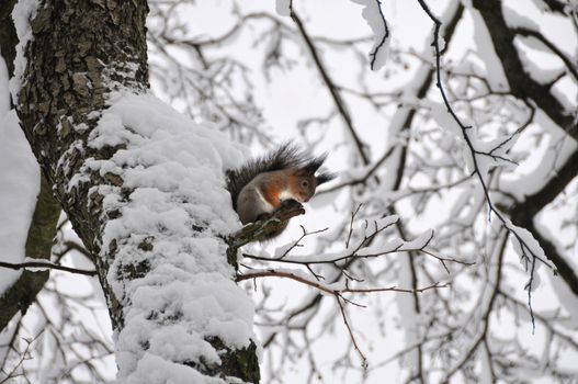 Squirrel on the tree in Winter