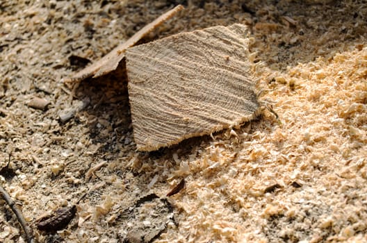 Close up of wooden sawdust