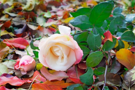 Among the red and yellow fallen leaves is a beautiful pale rose-pink with green leaves.
