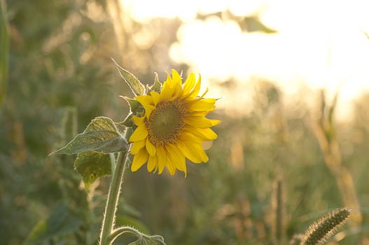 Sunflower in warm yellow rays of the setting sun