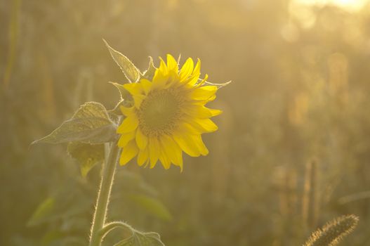 Sunflower in warm yellow rays of the setting sun