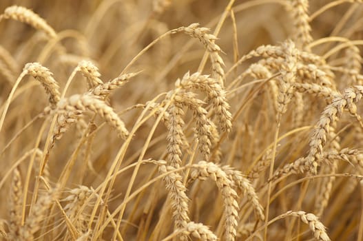 Ripe wheat spikelet in warm sunset light