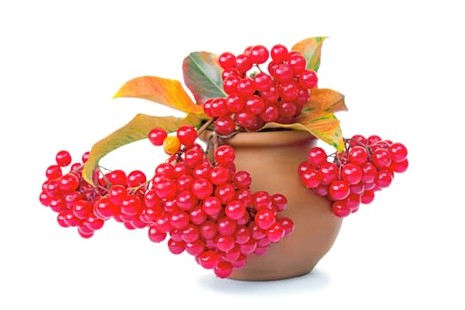  Bright red clusters of viburnum and yellow autumn leaves are in a round ceramic vase. Presented on a white background.


